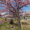 ご近所の河津桜
