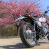 河津桜とCB400SS