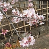 春がやってきましたかね？もうすぐ平成も終わり。桜の開花に誓いたい事！