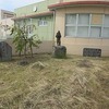 草取り続く　突然の雷雨