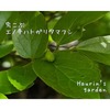 桜の葉っぱに突然現われた突起の正体は？【虫こぶ（エノキハトガリタマフシ）】っていったい何？