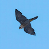 2023.8.5　淀川河川敷 ” 今日の野鳥 ”......15選