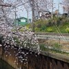 いよいよ桜の季節ということで…。