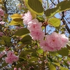 根津神社でデート( *´艸