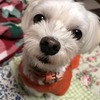 癒やしに囲まれて過ごしたい願望