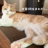 雨田甘夏、ねこ違いです。【猫と茶色とグレー事情】
