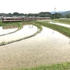 もうひとつの線路沿いの棚田