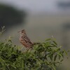 チャエリヤブヒバリ(Rufous-naped Lark)