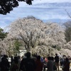 六義園 in 春分