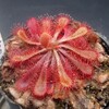 Drosera admirabilis x capensis (Apr.2022)