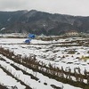 畑’2014大雪融雪後