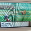 色違いビッパ