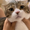 きなこもちとあんころもちの成長記録を終えて