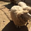 入園無料！大阪池田市の五月山動物園はウォンバットがいるよ！