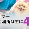 トリマーの働く場所は主に4つ！自分に合った勤務先で活躍しよう