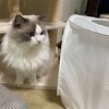 今日はとてもよく遊んだふくちゃん