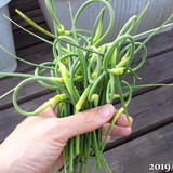 3週間目のにんにくの芽、食べたら硬かった、山芋のつる伸びる、昨日の強風