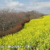  菜の花満開！　第１回家族駅伝