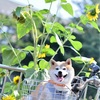 愛犬の命日、あれから3年