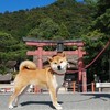 秋の滋賀　犬連れお出掛け　～白髭神社・メタセコイア並木・びわこ箱館山～