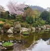 桜巡り　 11　湯ノ浦・桜井総合公園