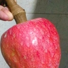 このフルーツ、何かわかりますか？