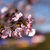 春の始まりは KODAK CCDから：PENTAX 645D