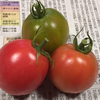冬トマト