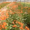 世羅高原の花たち（7）：広島県世羅町