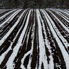 雪降る青い池