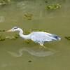 こちら葛飾区水元公園前通信８４３