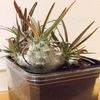 植物育成ライト Jcbritw 60w ドルステニアギガスは成長するか And Plants 植物育成ライト Jcbritw 60w ドルステニアギガスは成長するか And Plants
