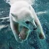 水中散歩　中性浮力バッチシなピリカ子
