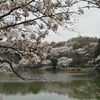 三ツ池公園の桜