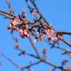 めがね橋の河津桜開花