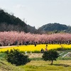 東大山の河津桜 (静岡県浜松市) -約400本 満開の河津桜並木