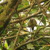 Javan Grey-throated White-eye ジャワハイノドメジロ (ジャワの鳥その39)