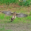 2021.8.11　河川敷にチョウゲンボウを........14選