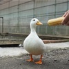【静岡】富士花鳥園でアヒルに貢ぐ