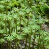 苔のミニ探索①：ゼニゴケ