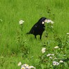 草原のカラスちゃん