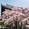 宥清寺の桜影