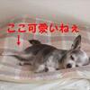 早起きしたので