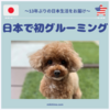 アメリカ生まれのトイプードル、日本で初のグルーミング