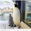 「コウテイペンギン」、特別保護種は見送り