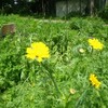 花にもいろいろありました。
