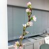 会社で眺める桜の開花