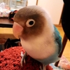 鳥さんは自分の名前が分かる