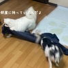 犬も色々考える