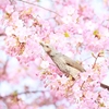 桜の花を落とす鳥 どんな味なの!?桜の実がなるんだっけ!?